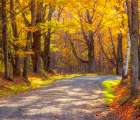 USA-New England-Vermont tree-lined gravel road with Sugar Maple in Autumn Art Print